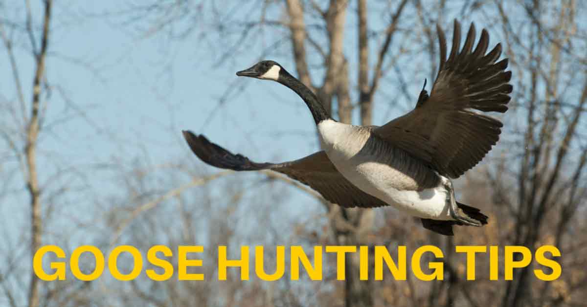 Goose Hunting Tips