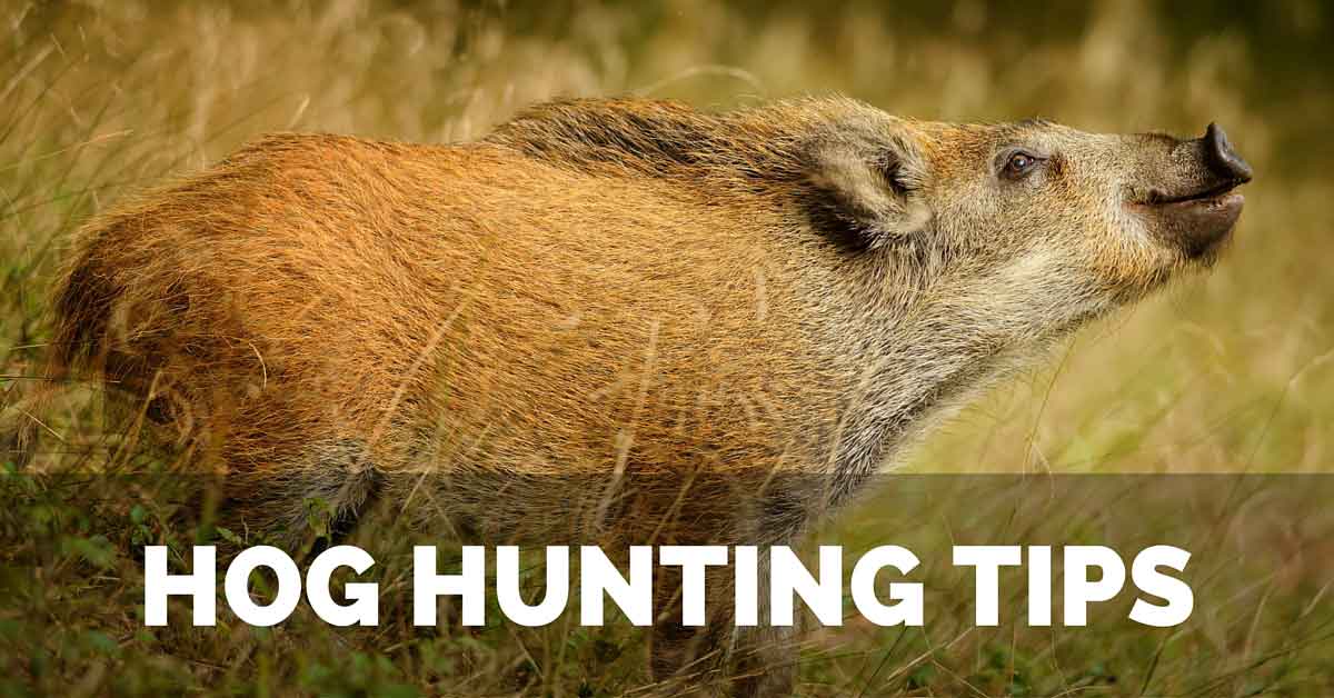 Hog Hunting Tips