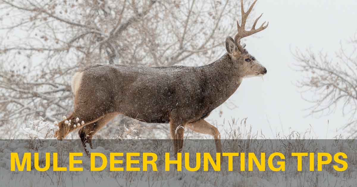 Mule Deer Hunting Tips