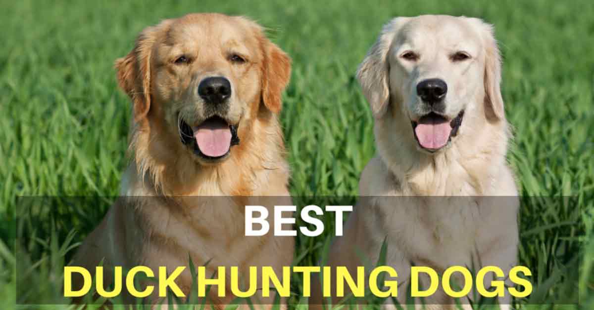 are golden retrievers good duck hunting dogs