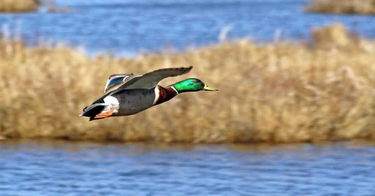 How To Hunt Ducks