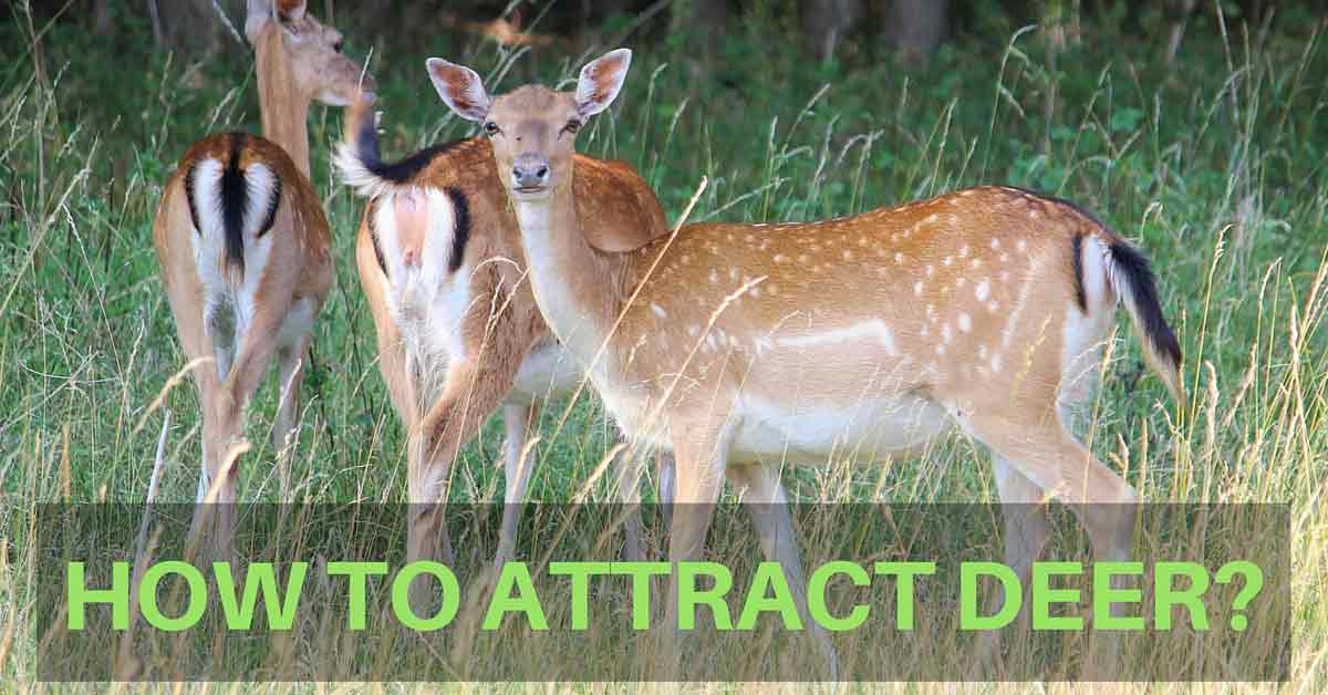 How to Attract Deer