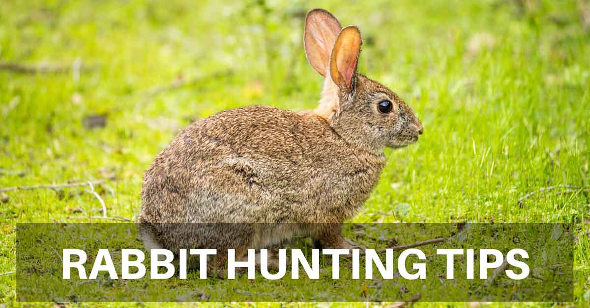 Rabbit Hunting Tips