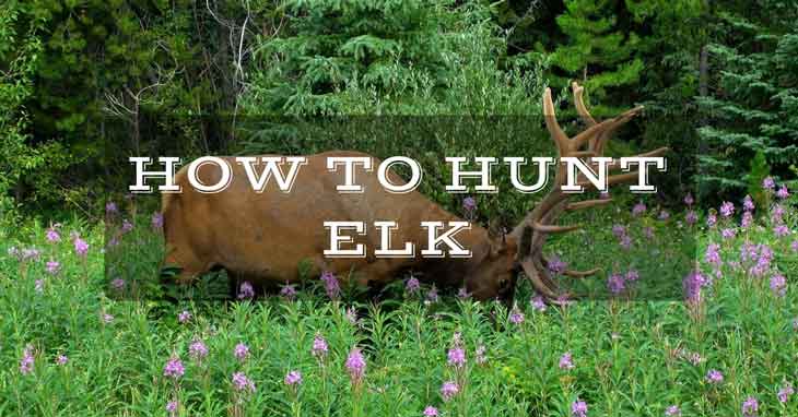 How To Hunt Elk