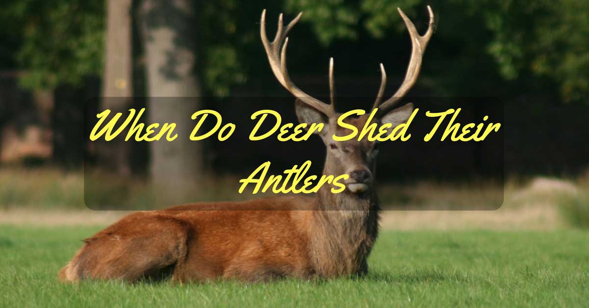 when-do-deer-shed-their-antlers-all-you-need-to-know-elitehuntsman