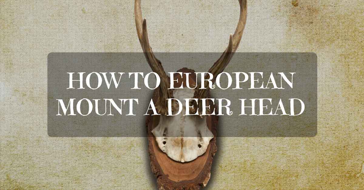 How to European Mount a Deer Head